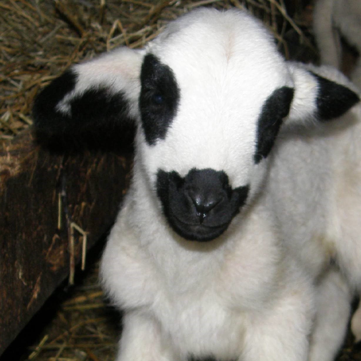 Photo 25